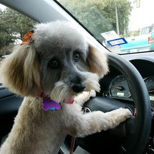 Meet your Posher, Selina